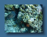 Helengeli 246